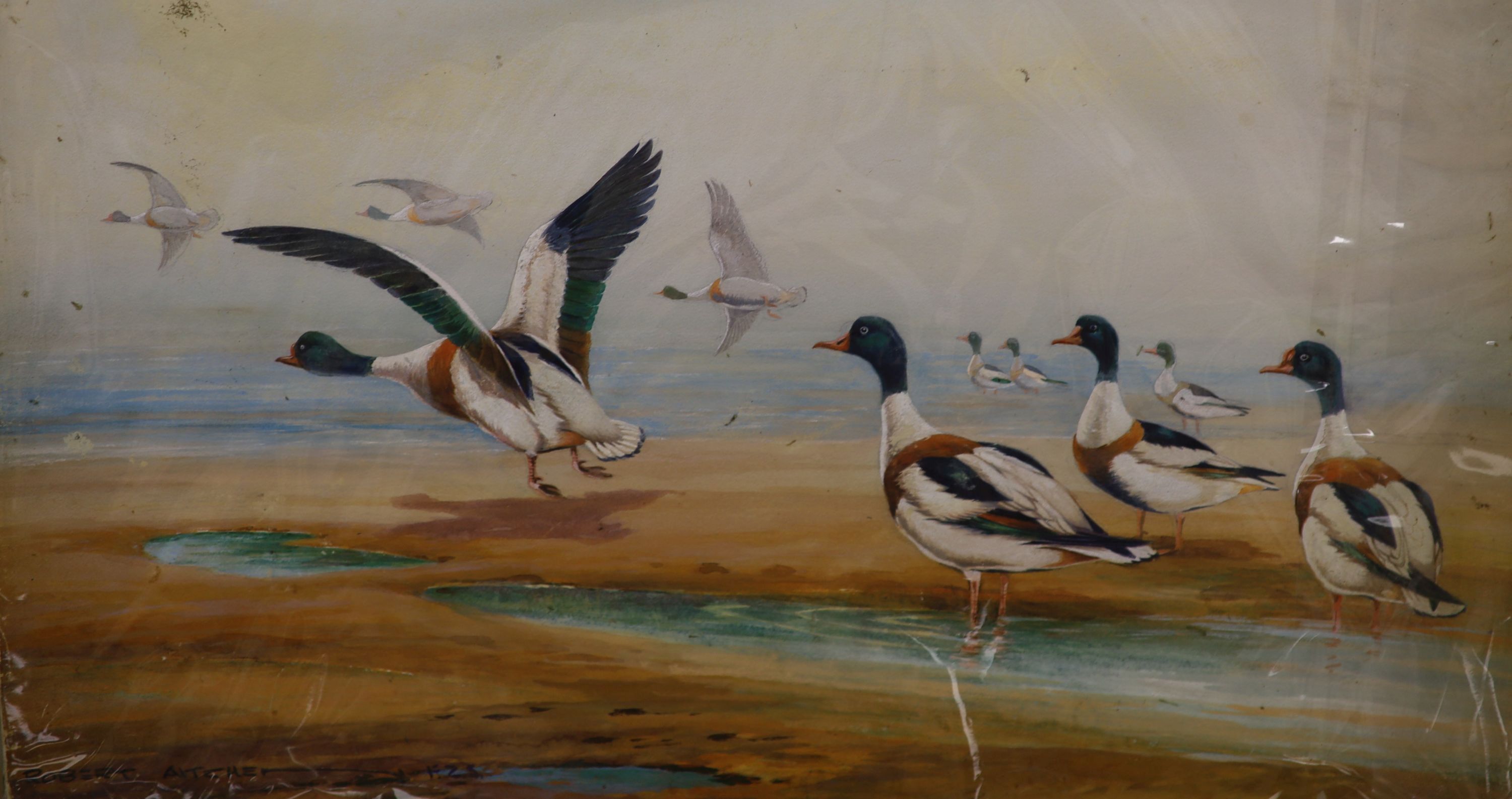 Robert Aitchen (20th century, author and illustrator), two watercolours on board of wild fowl